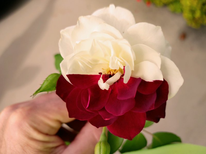 Profile photo of Anna Maria Cardella