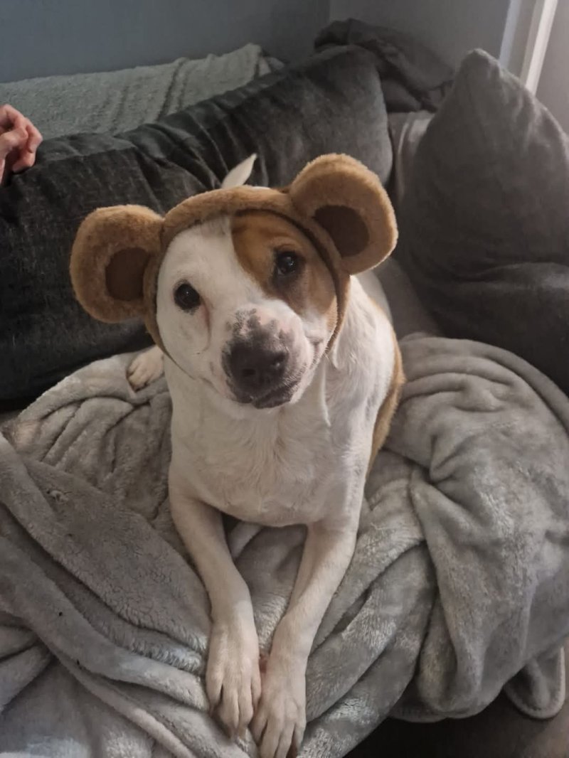 Profile photo of Maisy Podgeone Bastable
